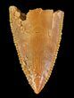 Serrated, Raptor Tooth - Morocco #72616-1